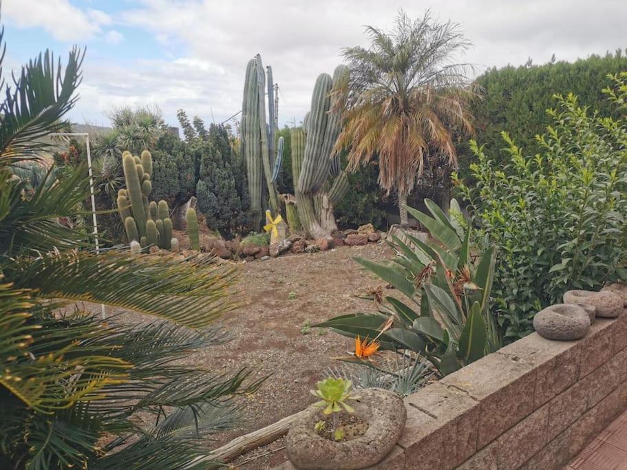 Los Cactus Santa Cruz de Tenerife Exterior foto